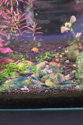 Crevettes aquarium neocaridina - aquarium,