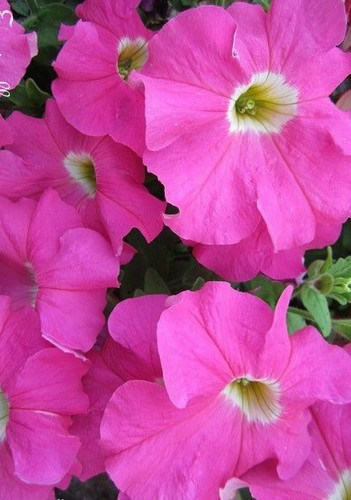 Surfinia pétunia rose - surfinia,