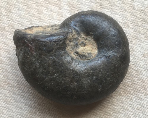 Petite ammonite ténéré - petite,