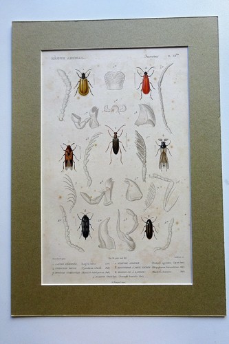 Insects engraving animal - insects,