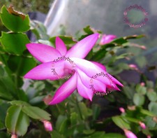 Bouture Cutting  Schlumbergera Cactus de Noël Cyber Dancer
