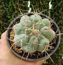 THELOCACTUS HEXAEDROPHORUS