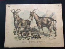 Image originale Pellerin