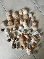 Lot de 80 coquillages variés