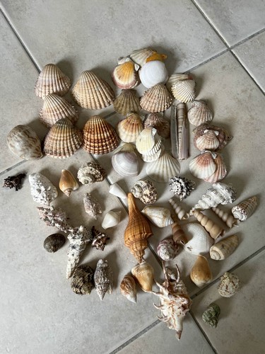 Lot coquillages variés - lot, de