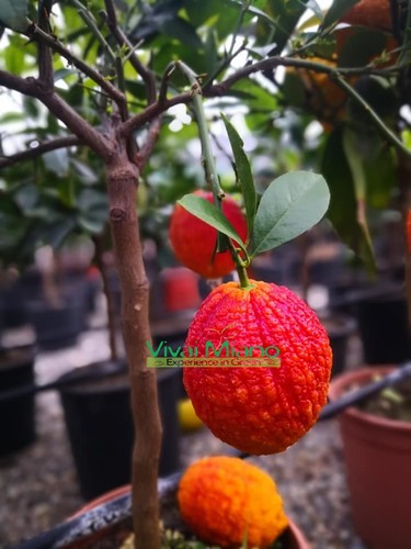 Plante citron rouge image - citron,