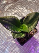 Sansevieria  - « Denise »