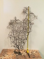 Très grande gorgone  Océan Indien 75 Cm de haut*