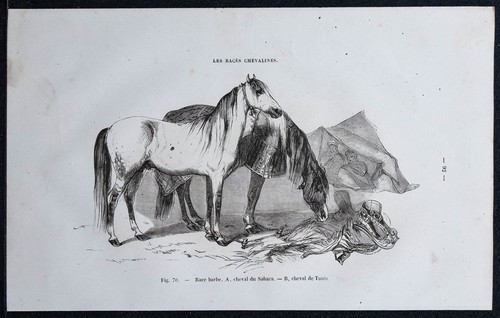 1882 chevaux race barbe - 1882,