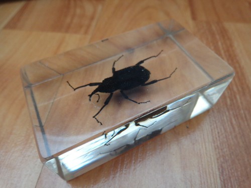 Bloc verre insectes - en, d'insectes