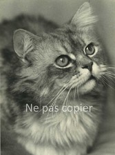 Un CHAT vers 1970 grande photo 26,1 x 19,1 cm sur très beau papier