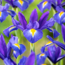 Bulbes d'iris hollandais bulbes fleurs Iris Valentine 10 pcs