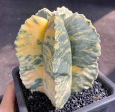 Rare Cacti Astrophytum