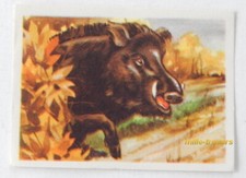 Image CHROMO Chocolat MARTOUGIN N°K6 Sanglier pour Album Chasseurs de Fauves