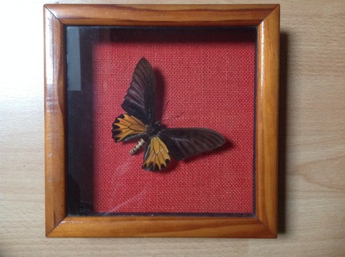 Papillon troide aeacus - papillon,
