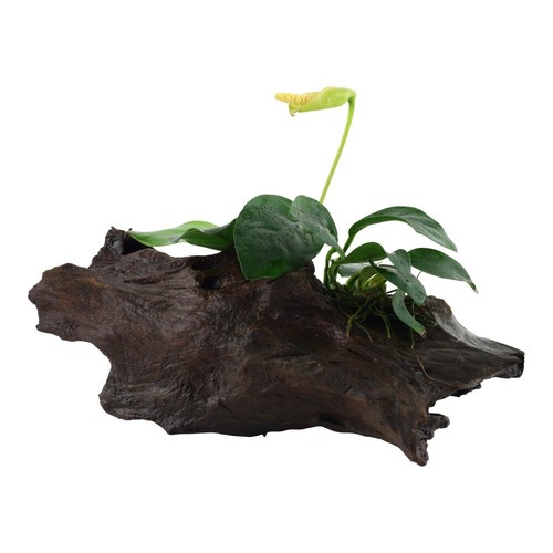 Plante aquarium anubias - plante, d’aquarium