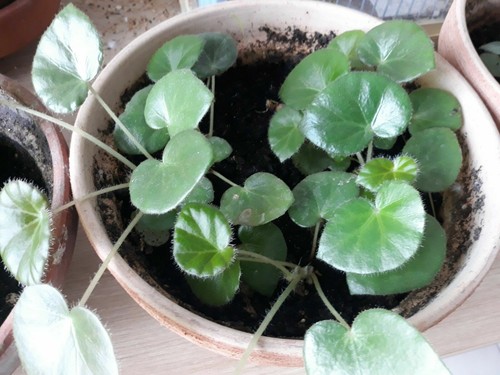 Lot plants l année - 3, de