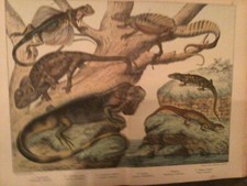 Gravure Histoire Naturelle XIX