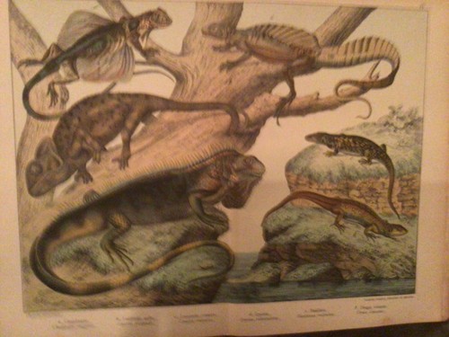 Gravure histoire naturelle xix - histoire,