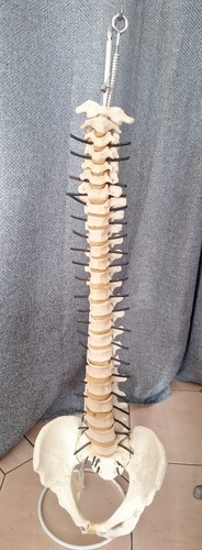 Colonne vertebrale humaine - vertebrale,