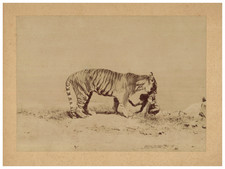 Ottomar Anschütz, Animal Study, Tiger vintage albumen print Tirage albuminé 