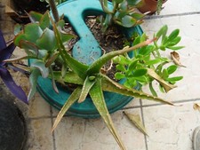 aloé vera  plantes grasse  succulentes +crassulas divers raçinés+rajouts divers