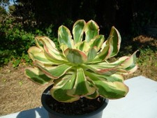 Aeonium ZEUS :grande plante