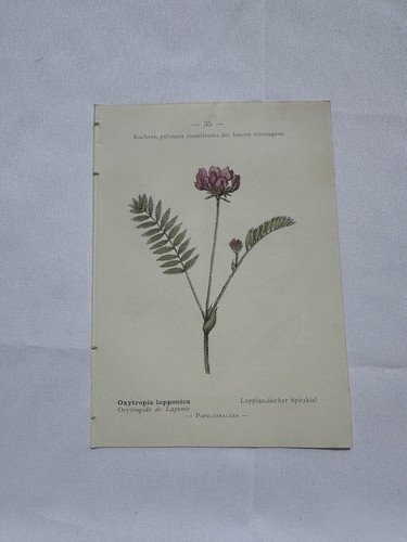 Planche botanique france - planche,
