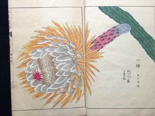 Japon edo illustrated book - illustrated, of