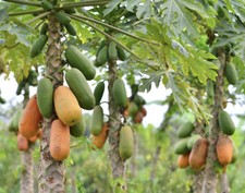 30 + Graines Papaye Formose