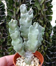 CARALLUMA FLAVA  cactus