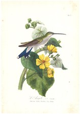  GRAVURE  Oiseau L'ANGELE GN Femelle Sida Mollis du Chili Ornithologie Botanique