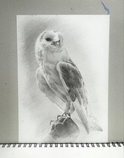 Dessin au crayon hibou de