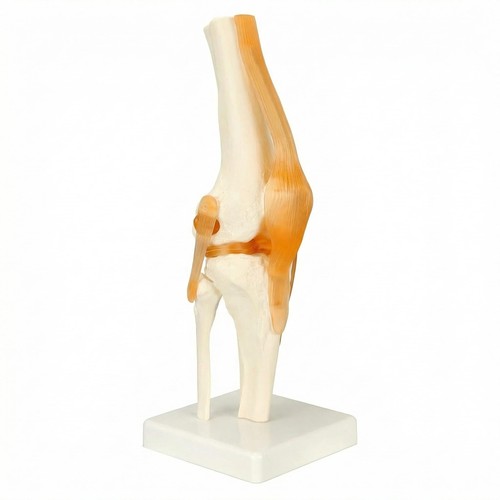 Modèle articulation du - modèle, d'articulation