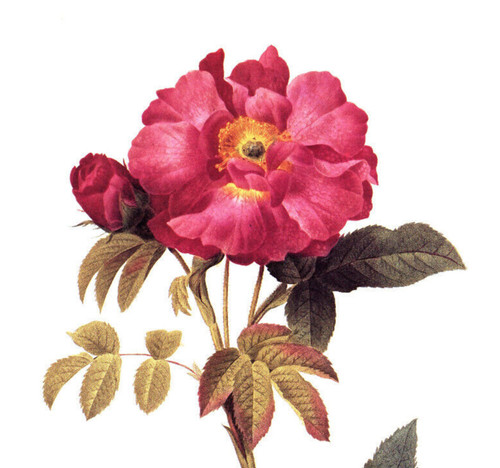 1990 Vintage Print Rose Flower