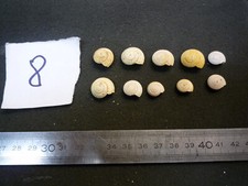 104.09 B - SOLARIUM PLICATULUM