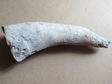 SILEX Fossile ou Empreinte de