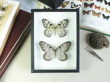 Véritables Papillons naturalisé (insecte, entomologie, taxidermie, tableau)