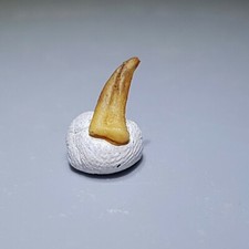 Dinosaure Fossile Griffe Os