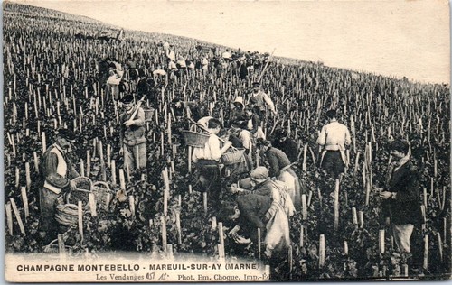 Mareuil sur vendanges - sur,