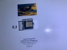 Fossil Eggshell of Aepyornis