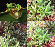 BROMELIAD Terrarium Vivarium