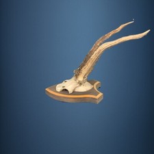 191CA Trophée de chevreuil