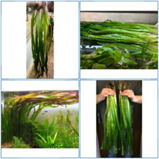 super grande vallisneria