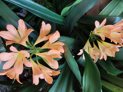 Clivia african pastels - clivia, x