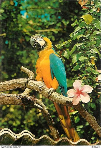 Carte postale animaux - postale,