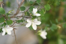 RARE 3 graines d'Arbre à Orchidées(Bauhinia Natalensis)G50 SEEDS SAMEN SEMILLAS