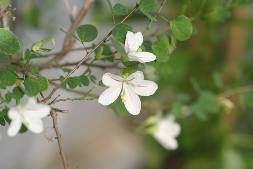 Rare graines arbre à - 3, d'arbre