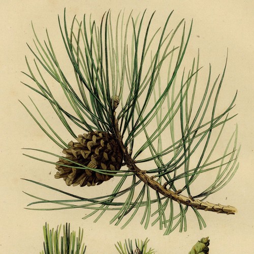 Histoire naturelle botanique - histoire,