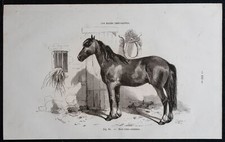 1882 - Cheval de race franc-comtoise - Comtois - Gravure ancienne - Équitation